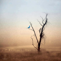 in repose 20x20