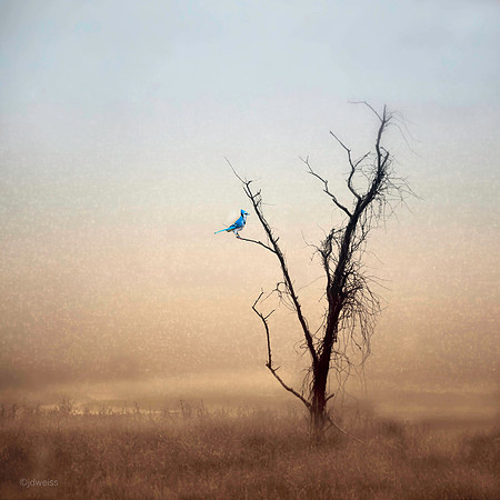 in repose 20x20